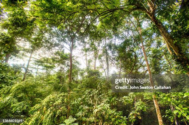 singapore, bukit timah nature reserve - bukit timah nature reserve stock pictures, royalty-free photos & images