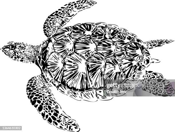 swimming hawksbill sea turtle in reunion island. eretmochelys imbricata in black and white illustration. - sea turtle stock illustrations