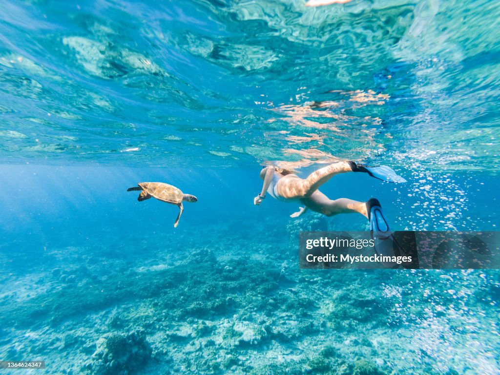 Young woman snorkelling beside a green turtle in a clear blue water, tropical vacations destination