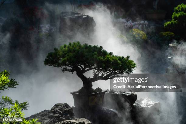 bonsai tree - banzai stock pictures, royalty-free photos & images