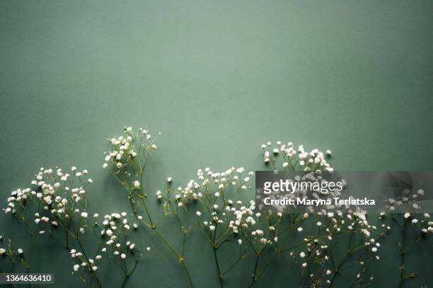 branches of white gypsophila on a dark background. universal background. gypsophila. floral background. place for an inscription. white flower. - april imagens e fotografias de stock