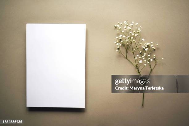 a branch of white gypsophila and a piece of white paper on a light background. modern tropical background. twigs of the hypophila. place for an inscription. a piece of white paper. - gypsophila stock pictures, royalty-free photos & images