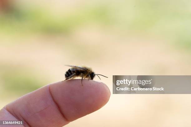 a small bee perched on a finger. - uncultivated stock pictures, royalty-free photos & images