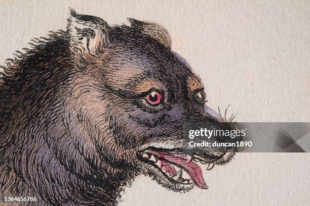 snarling north american prairie wolf, wildlife art - hunt dog painting stock illustrations