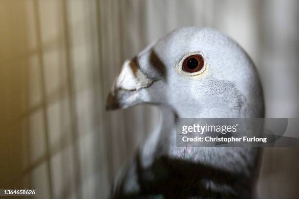 Pigeon sits in its cage as judges begin the process of finding the Best In Show during the annual British Homing Pigeon World Show of the Year at...
