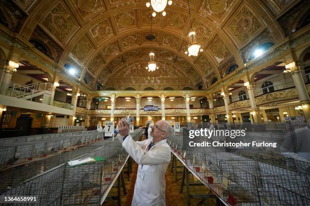 Judges begin the process of finding the Best In Show during the annual British Homing Pigeon World Show of the Year at Blackpool Winter Gardens on...