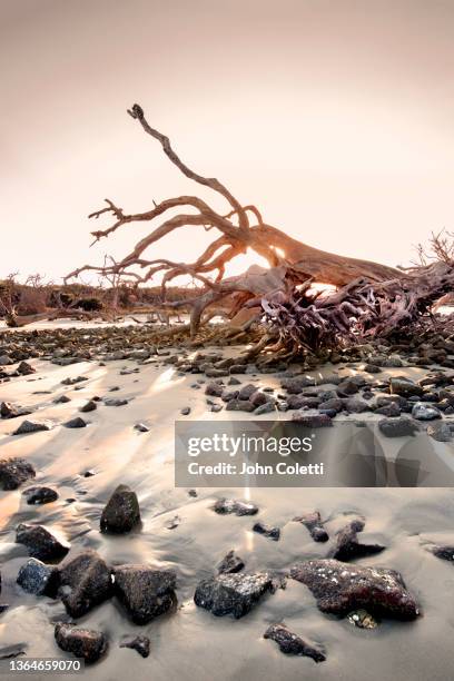 georgia, jekyll island, driftwood beach - jekyll island stock pictures, royalty-free photos & images