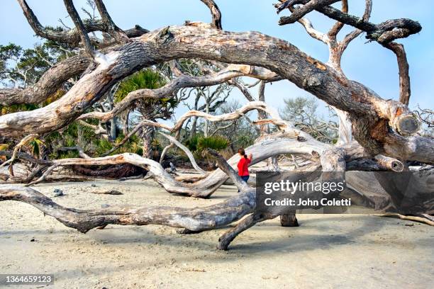 georgia, jekyll island, driftwood beach - jekyll island stockfoto's en -beelden