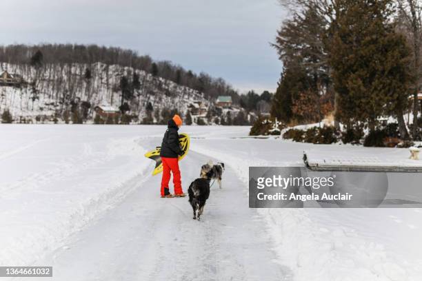 walking the dogs on a frozen lake - angela auclair stock pictures, royalty-free photos & images