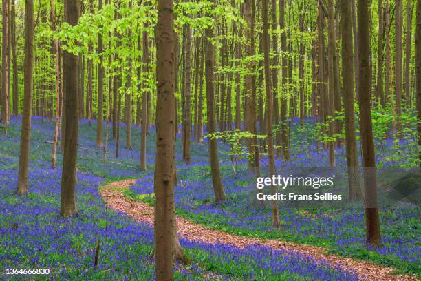 the narrow path through the forest of halle (hallerbos) with bluebell flowers, halle, belgium - bluebell stockfoto's en -beelden