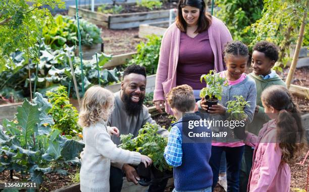 erwachsene mit kindern, bepflanzung im gemeinschaftsgarten - golfküstenstaaten stock-fotos und bilder