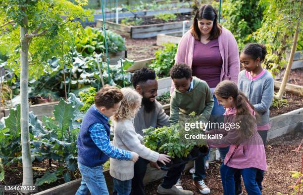 adults with children, planting in community garden - community garden family stock pictures, royalty-free photos & images