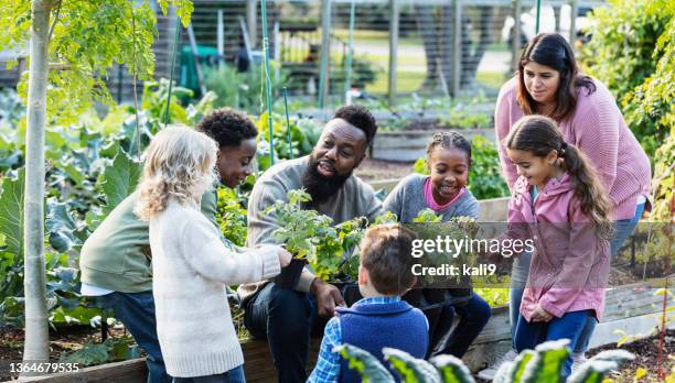 man teaching children about plants in community garden - community imagens e fotografias de stock