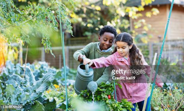 multiracial children water plants at community garden - watering plant stock pictures, royalty-free photos & images
