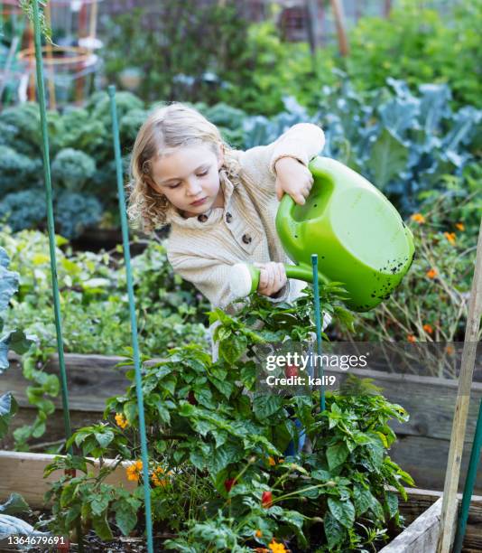 little girl in community garden watering plants - watering can stock pictures, royalty-free photos & images