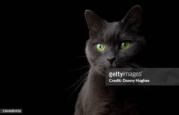 cat 1 - cat portrait stock-fotos und bilder