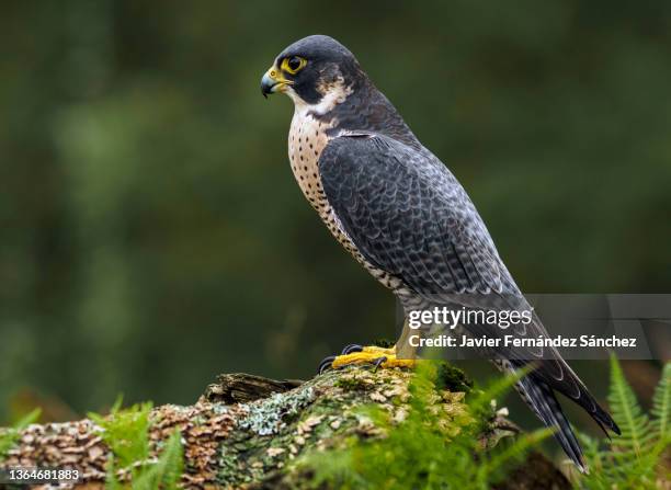a peregrine falcon perched in profile on a log on the forest floor. falco peregrinus. - peregrine falcon stock-fotos und bilder