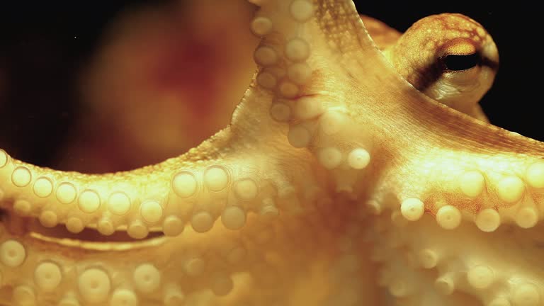 Octopus Video 373 Octopus Background Stock Videos, Footage, & 4K Video Clips - Getty ...
