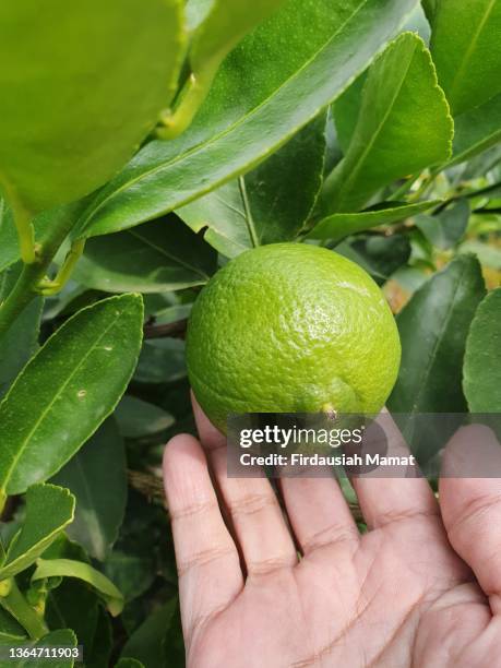 close up of tahitian green lime on tree - lime tree stockfoto's en -beelden