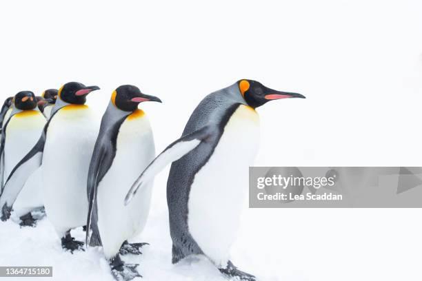 king penguins - japan penguin bildbanksfoton och bilder