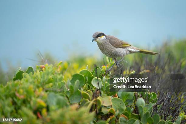 singing honeyeater - animal head stock pictures, royalty-free photos & images