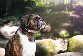 Boxer dog with remote recall training collar.