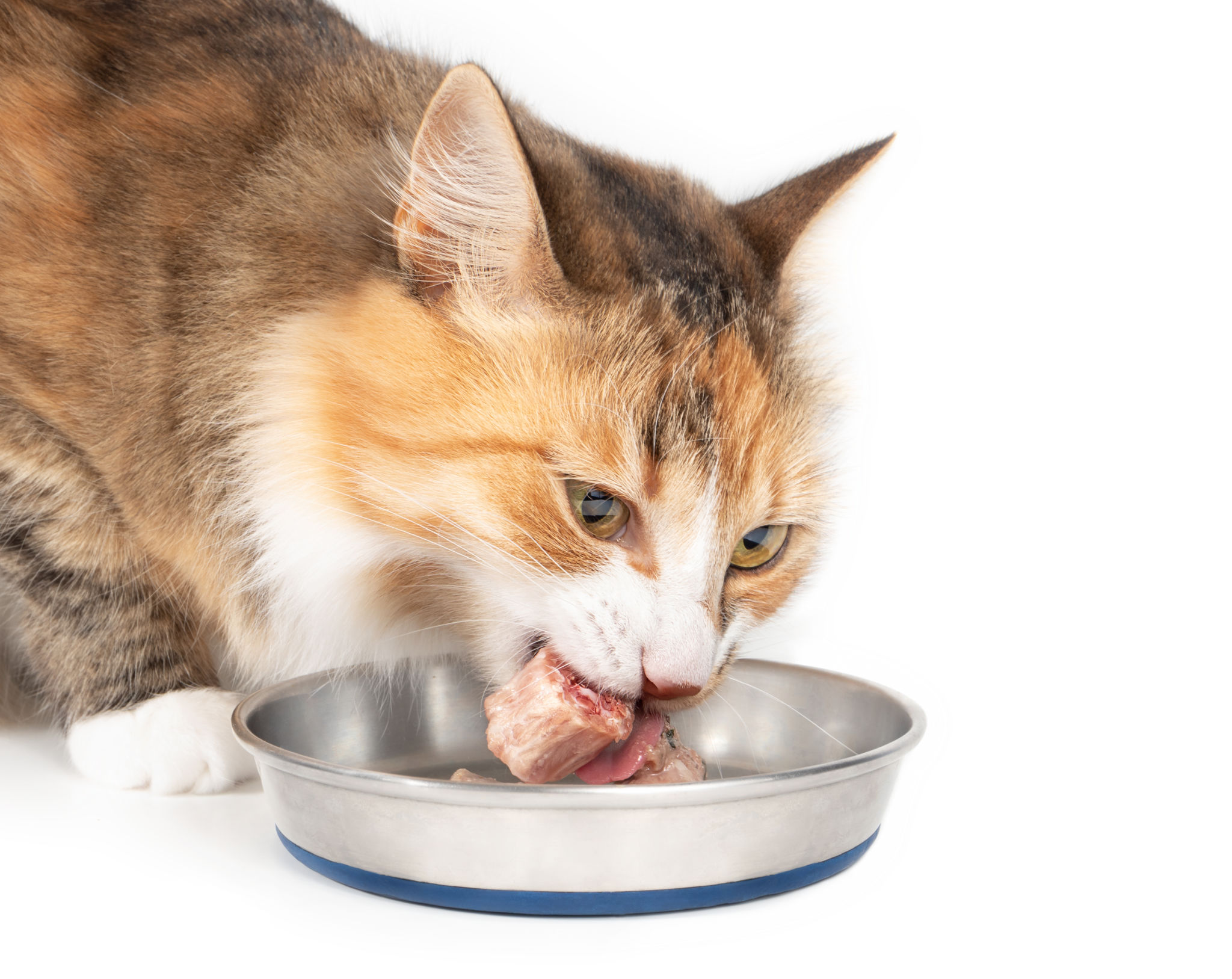 Cat eating a raw chicken neck piece out of a pet food dish. Cat eating a raw chicken neck piece out of a pet food dish.