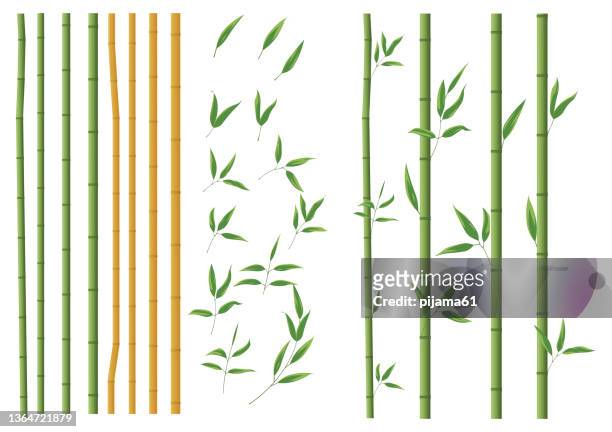 realistic bamboo sticks. brown and green tree branch and stems with leaves isolated decorative closeup elements, east forest trees, exotic botanical decor - bamboo material stock illustrations