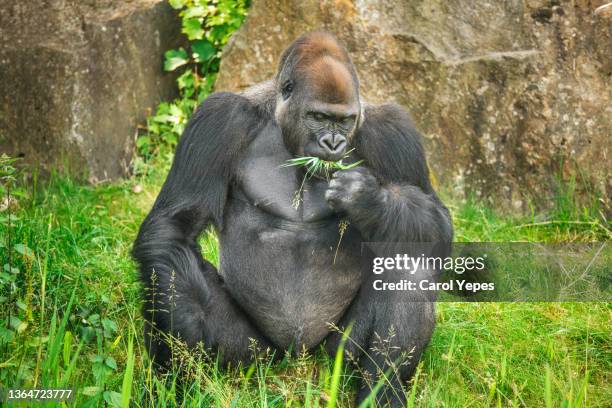 gorilla eating grass - växtätare bildbanksfoton och bilder