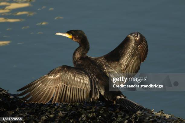 a shag, phalacrocorax aristotelis, standing on seaweed at the edge of the sea with its wings spread. - shag stock pictures, royalty-free photos & images