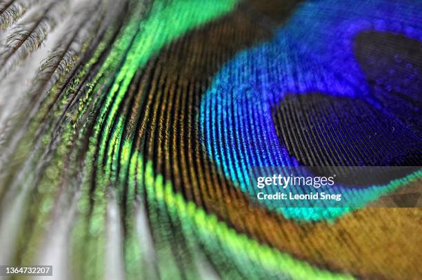 peacock feather side view closeup, macro. abstract background. selective focus - peacock stock pictures, royalty-free photos & images