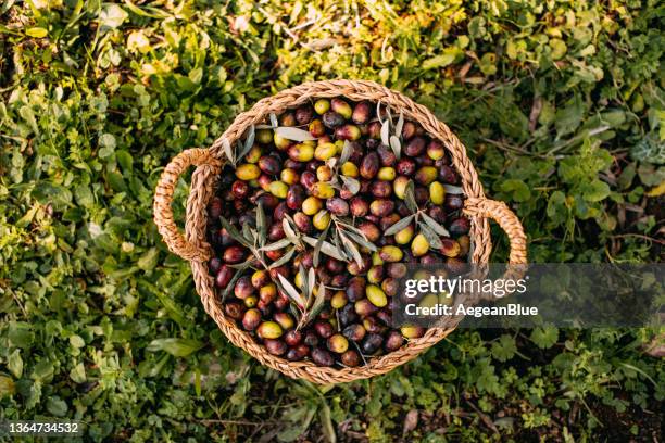 olive in un cesto di vimini - olive tree foto e immagini stock