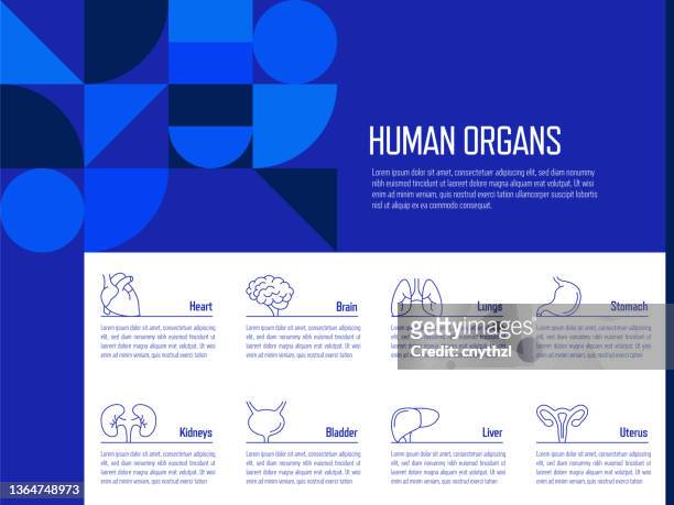 human organs concept vector line infographic design with icons. 8 options or steps for presentation, banner, workflow layout, flow chart etc. - abdomen diagram stock illustrations