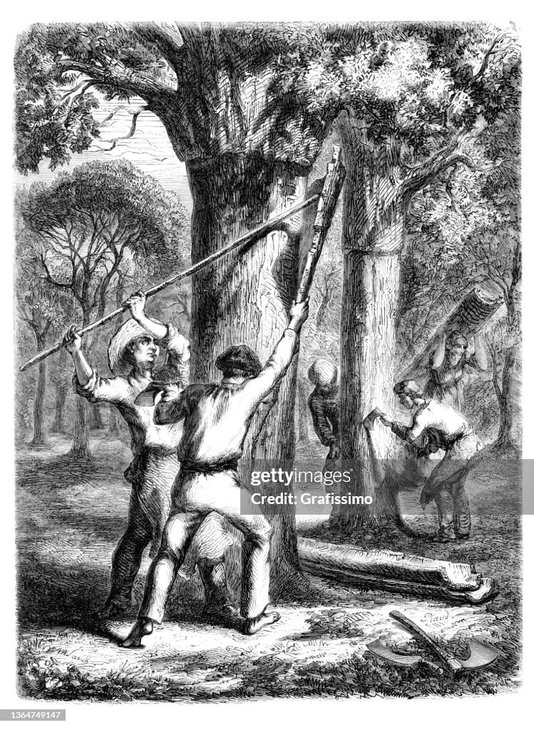 Farmer harvesting cork from tree 1856