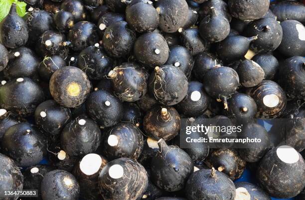 close up of black radish for sale in the market. - emreturanphoto stock pictures, royalty-free photos & images
