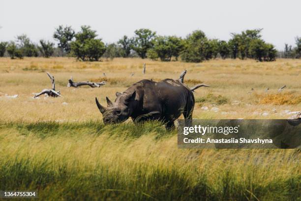 rinoceronte negro caminando en la estepa en el parque nacional de etosha, namibia - tusk rhino trail fotografías e imágenes de stock