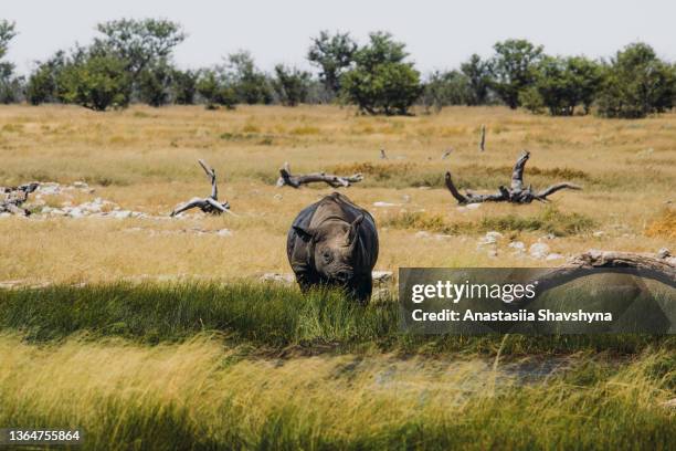spitzmaulnashorn wandern in der steppe im etosha nationalpark, namibia - tusk rhino trail stock-fotos und bilder