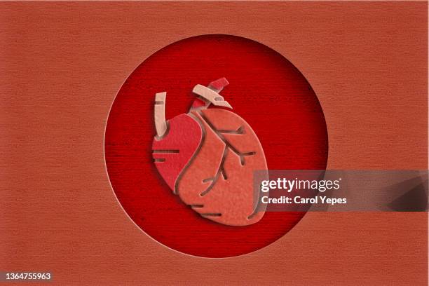 anatomic heart in red paper work - heart valve stock-fotos und bilder