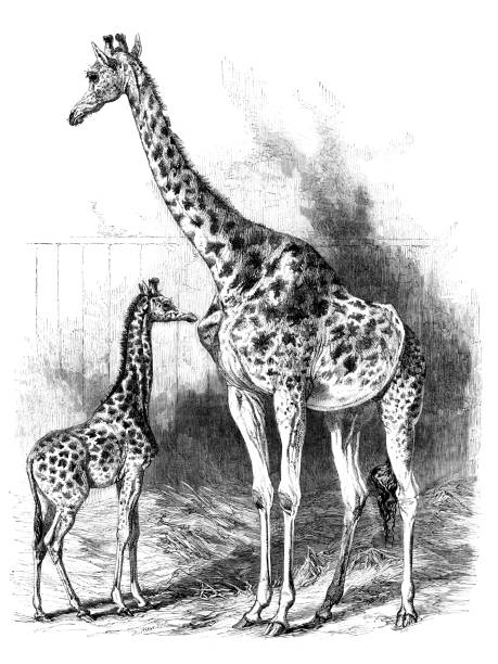female giraffe with newborn drawing - zoo art stock illustrations