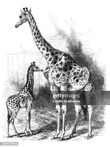 female giraffe with newborn drawing - newborn animal stock illustrations