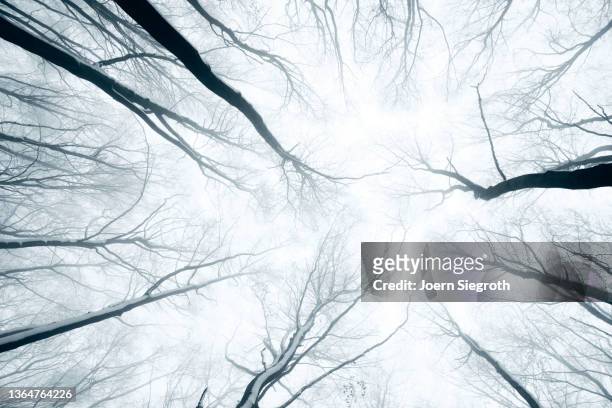 winter trees seen from the forest floor - deutschland wald winter stock-fotos und bilder