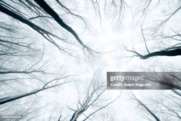 winter trees seen from the forest floor - nature tree black white stock pictures, royalty-free photos & images