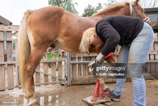 a women farrier using a hoof rasp to file down a horse’s hoof before fitting a new horseshoe. - hoefijzer stockfoto's en -beelden