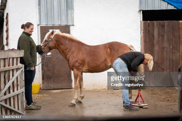 two woman checking her horse's hooves . - haflinger horse stock pictures, royalty-free photos & images