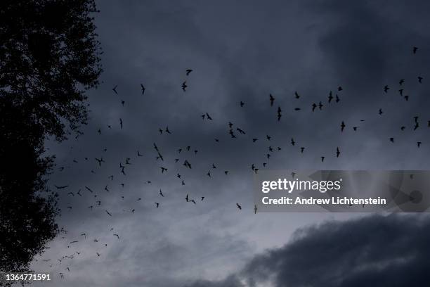 Bats fly from a colony at the end of the day, January 10, 2022 in Gainesville, Florida. The University of Florida maintains three bat houses that are...