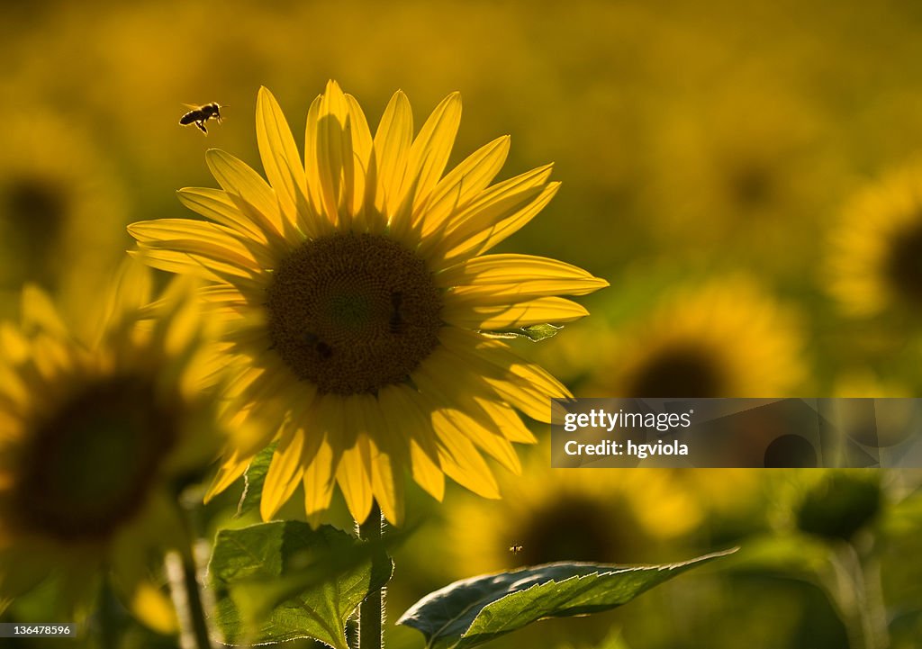 Sunflower field