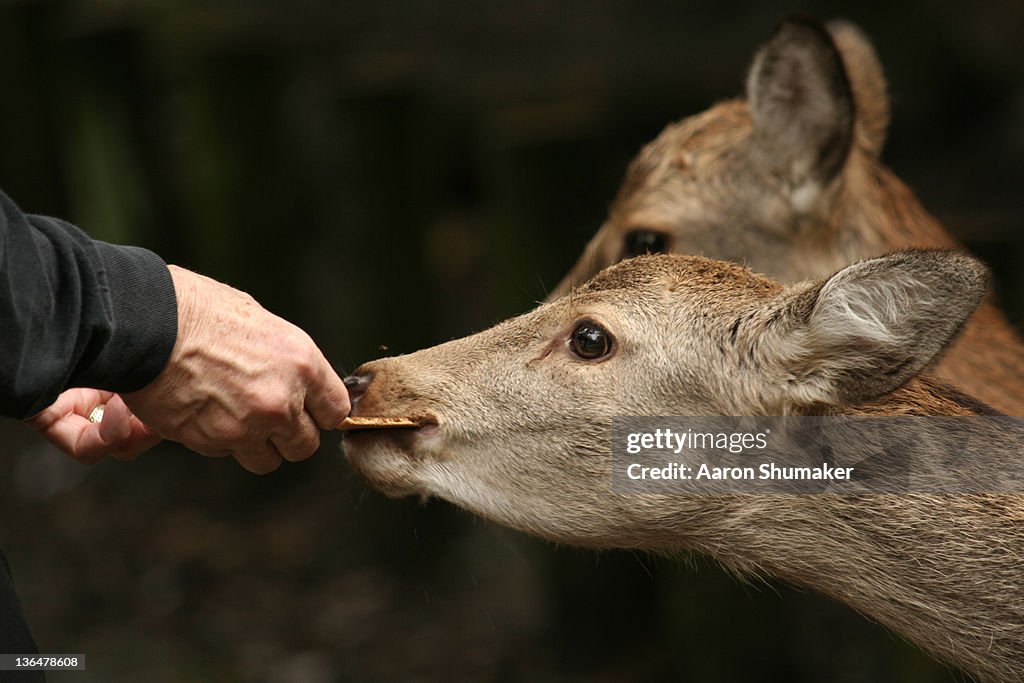 Tasty deer treat