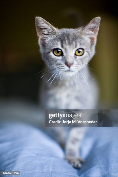 Cat In Ohio Ohio Wild Cats Sighting _ The 2 Native Wild Cats in Ohio – IMBN