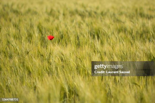 a poetic lonely poppy in a wheat field - single flower in field stock pictures, royalty-free photos & images