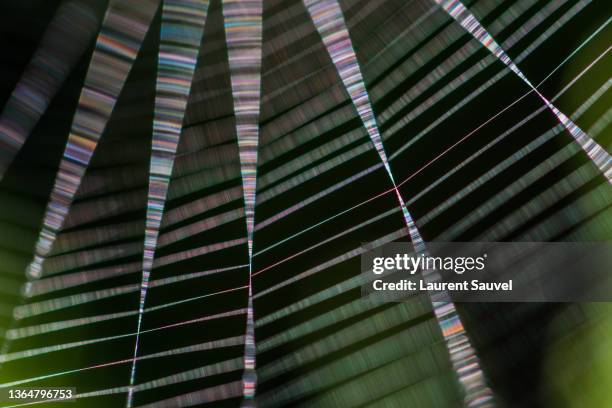 close-up of a spider web against a black and green natural background - spider web bildbanksfoton och bilder